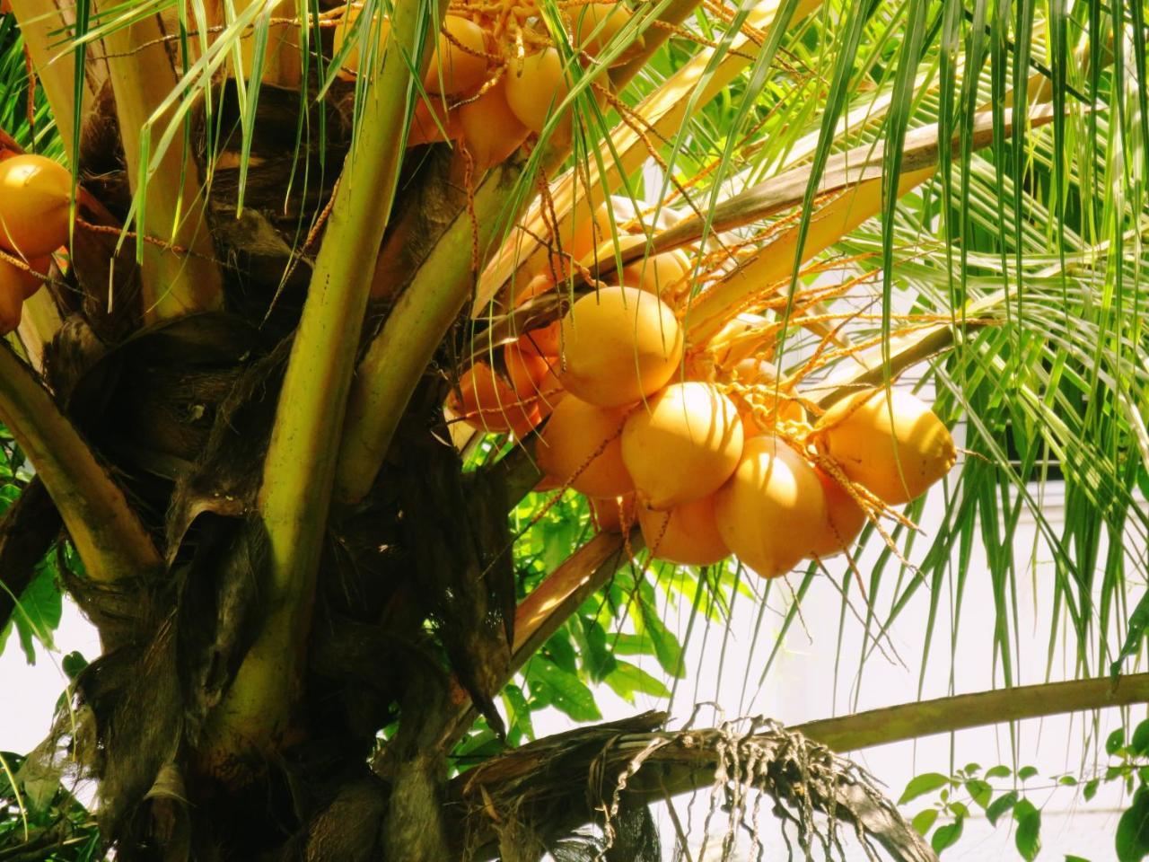 Sea Avenue - Eco Garden Hotel Tangalle Exterior photo